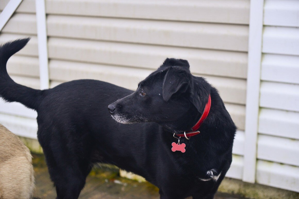 Обратите внимание - на шее красная косточка. Это и есть адресник. 