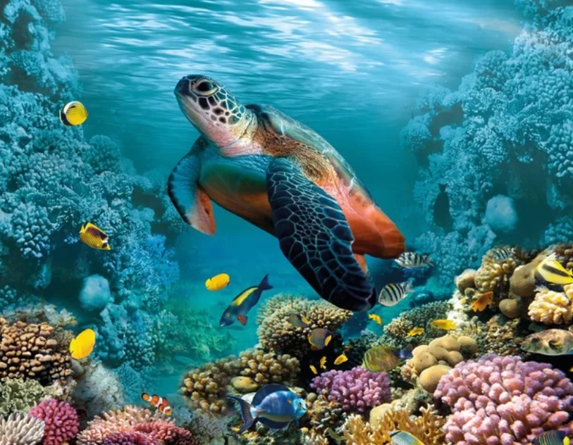 Места на теле черепахи, где можно точно определить температуру