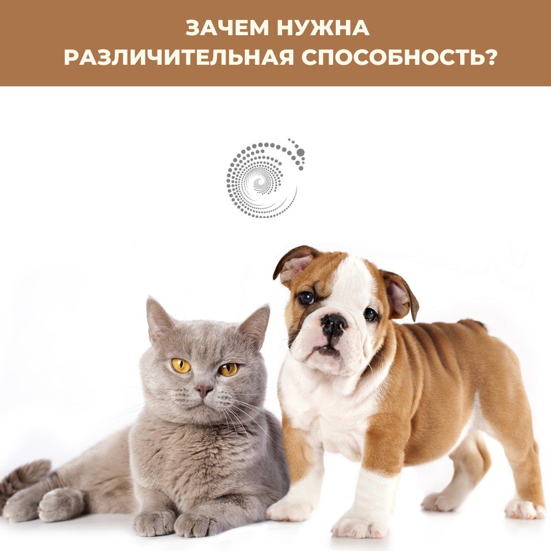 Различительная способность