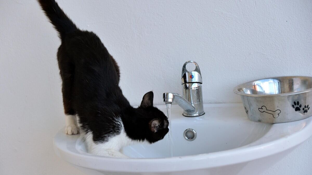    Кошка пьет воду из-под крана© РИА Новости / Саид Царнаев