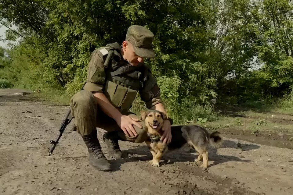     Наши бойцы приютили пса, который остался без дома и скитался по улицам. Фото: Скриншот видео