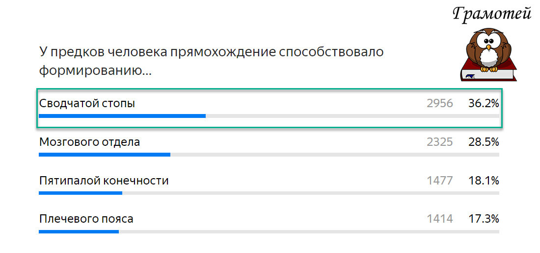 Прямохождение способствовало формированию сводчатой стопы. Фото автора 
