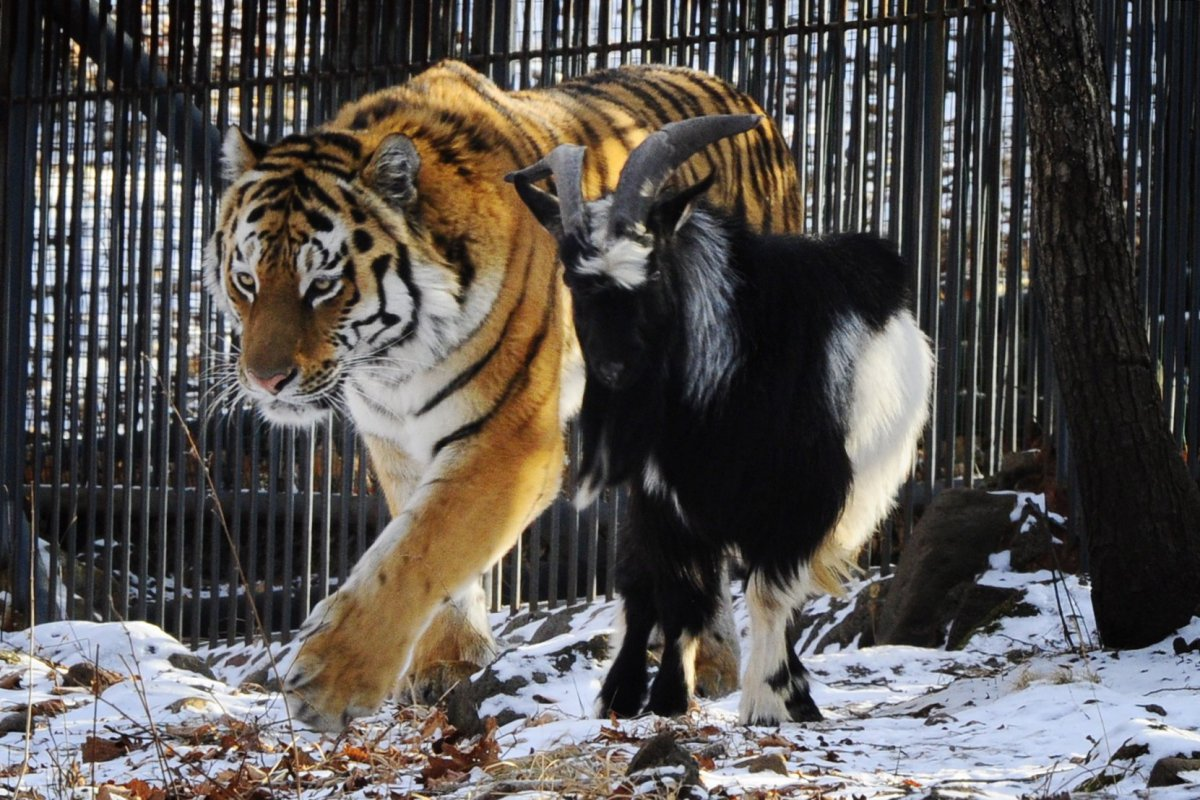 Тигр и козёл в Приморском