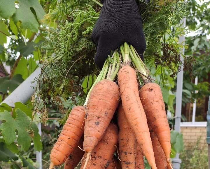 Морковь после уборки. Морковь в огороде. Морковь в огороде. Когда убирать морковку в сибири. Морковь шантанэ сибирская.