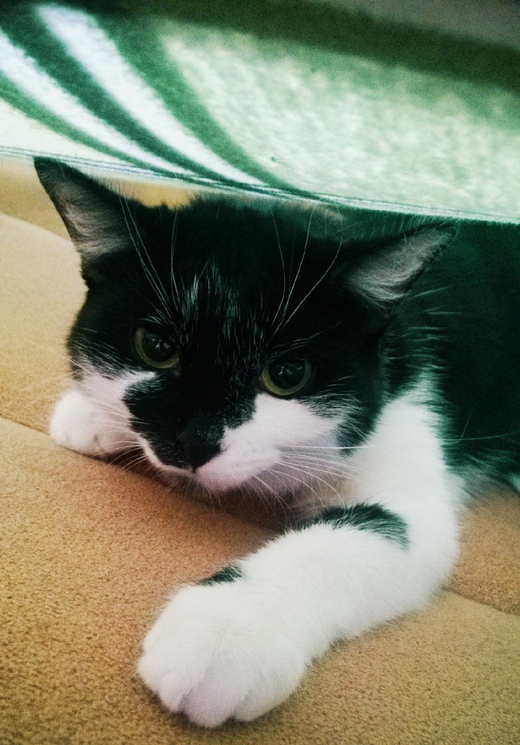 Фото автора. Обнаружила Глашу под пледом