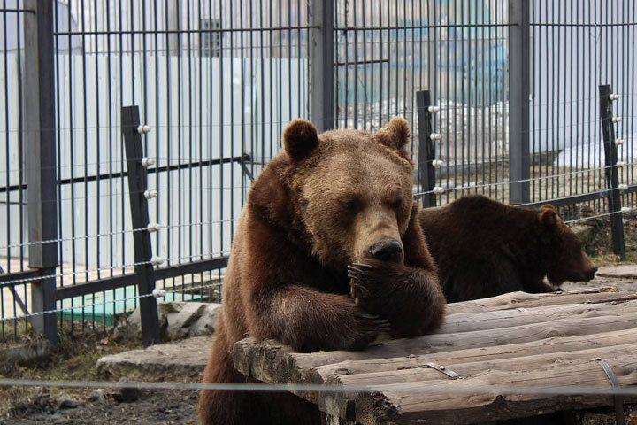 Фото: zoo-penza.ru 