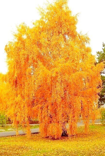 Берёза осенью 