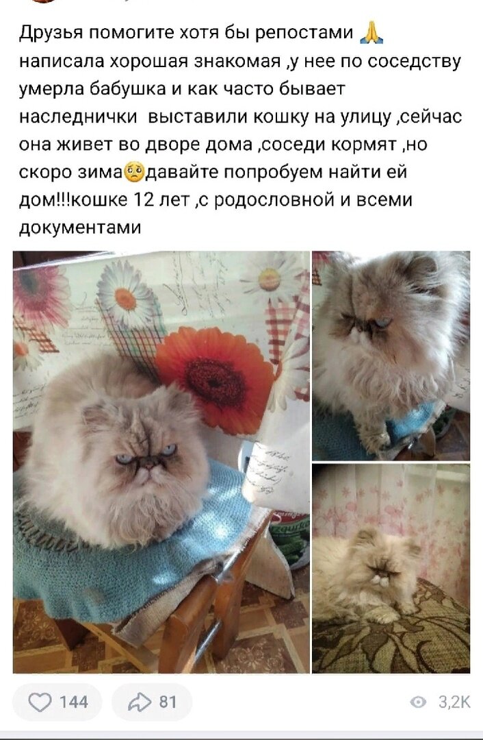Договорились, что кошку привезут в клинику. В обозначенный день хозяин не позвонил, а я за приютскими заботами и забыла про них.