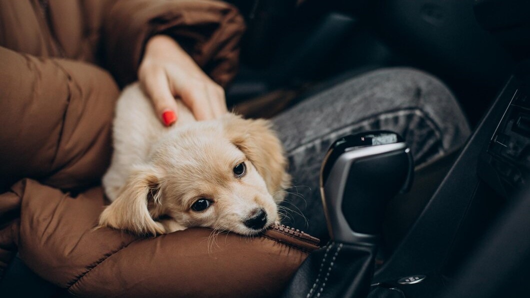    В Югре 359 собак из приютов в этом году нашли хозяев