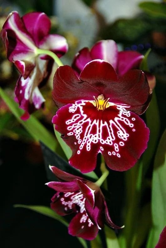 Я не красная, я бордовая 