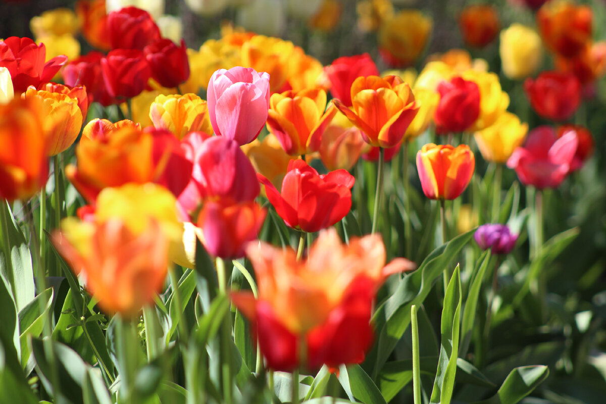 flowerbed/unsplash.com