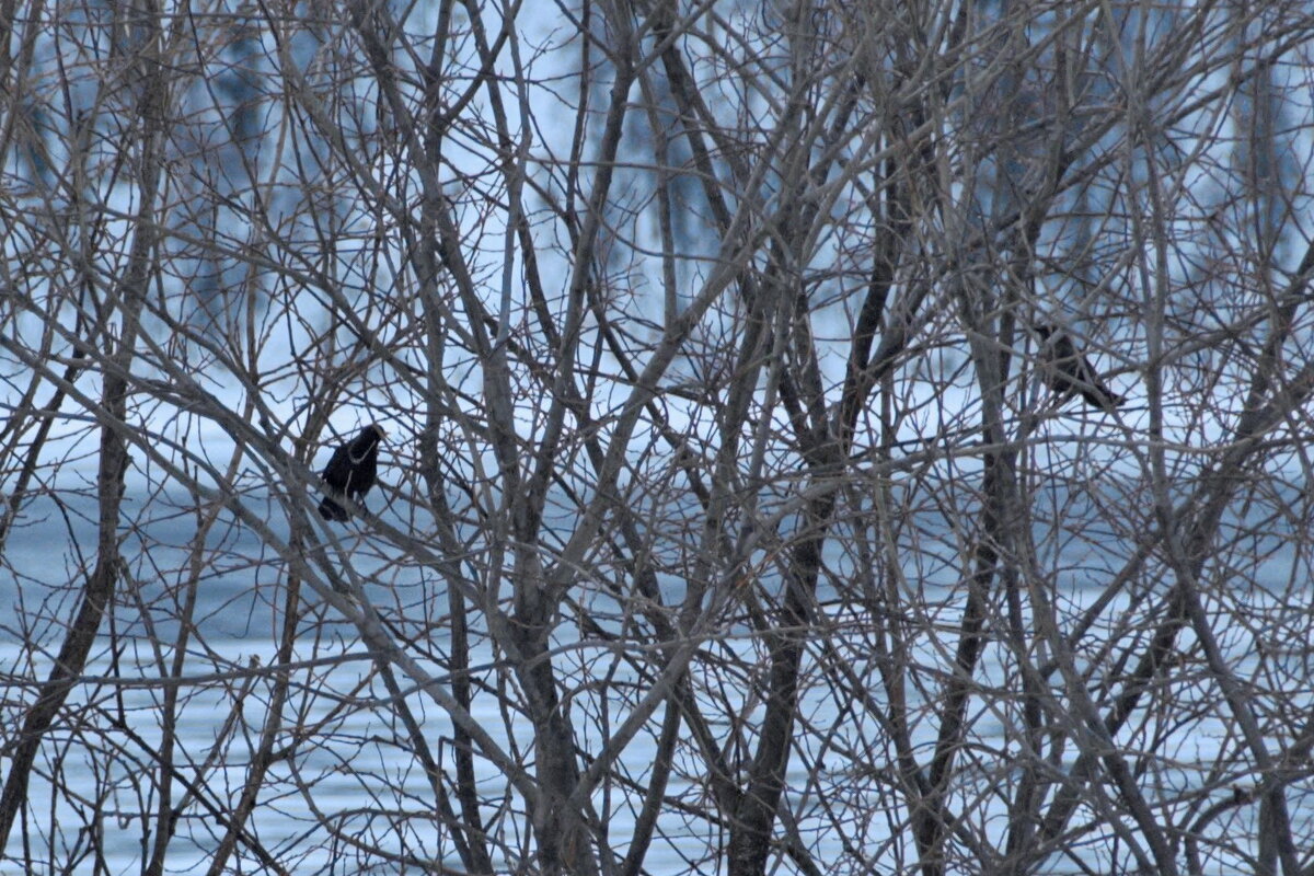Черный дрозд (Turdus merula). Фото: Лия Светлояр