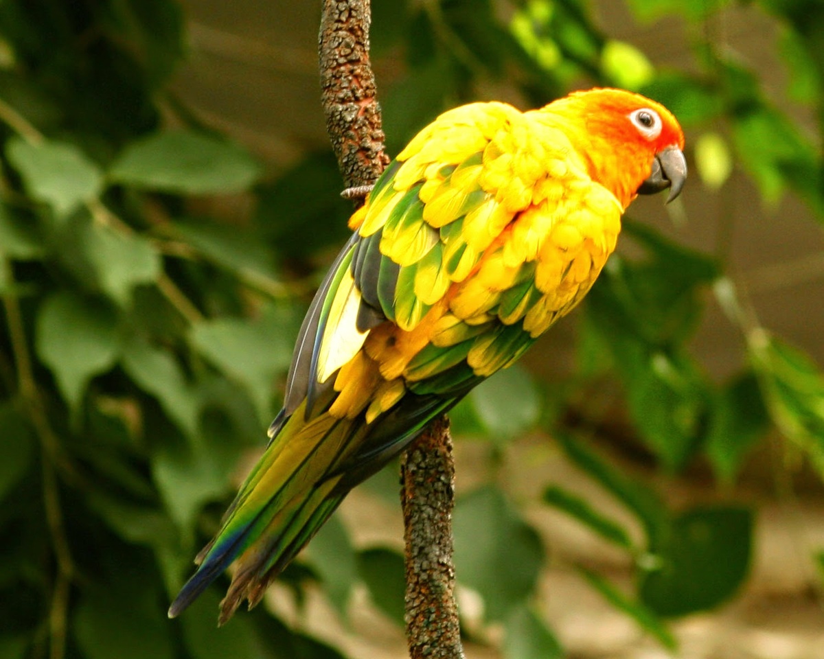 Аринтига Ендайя