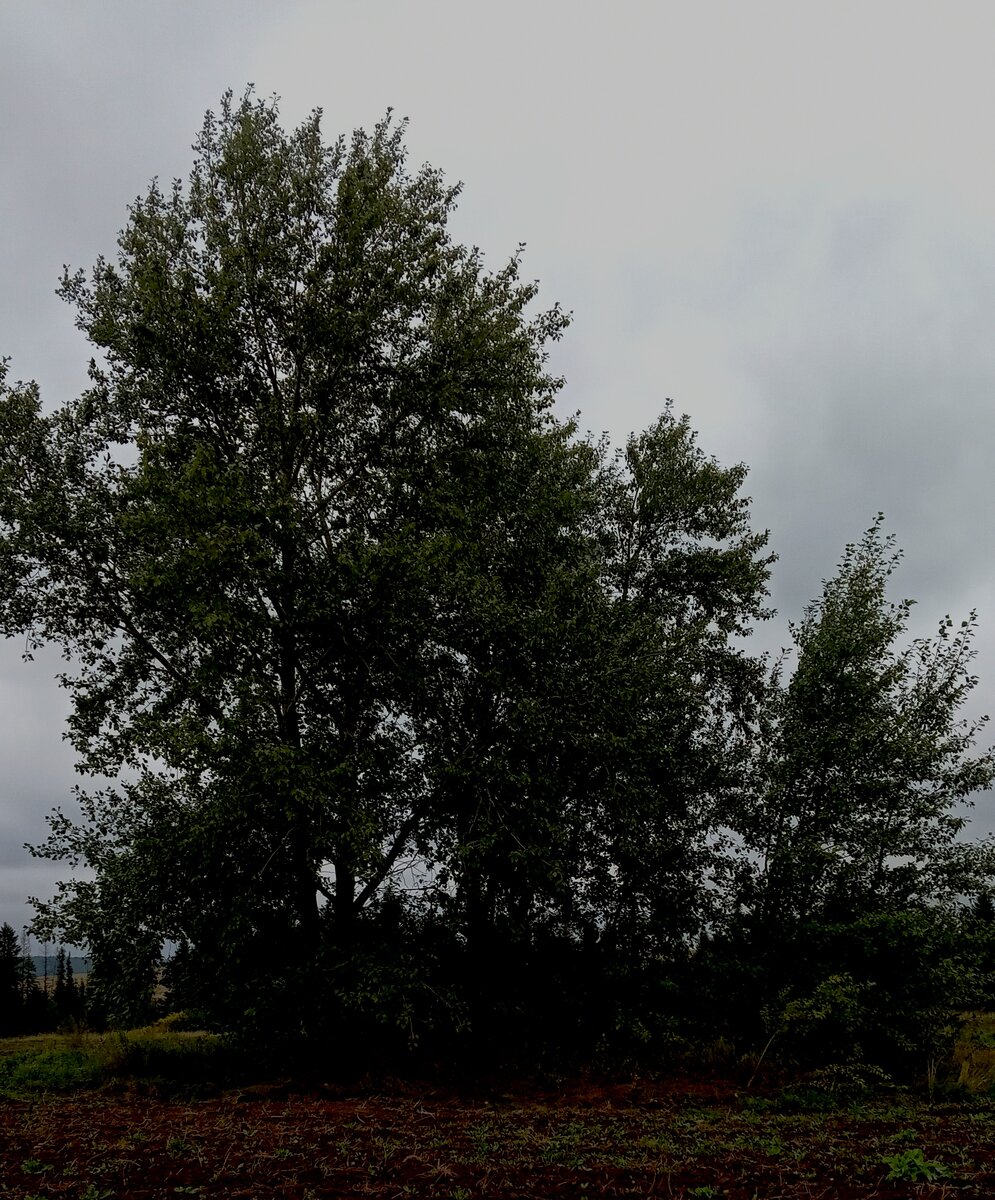 То самое, страшное дерево