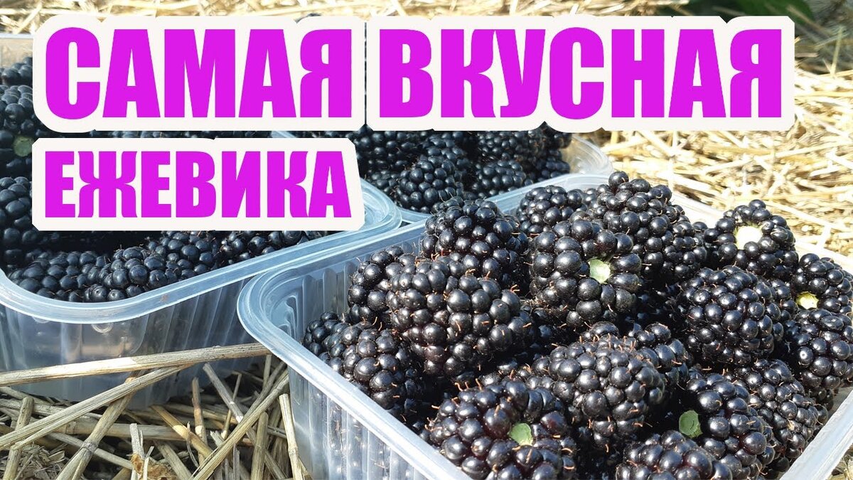 Ежевика черная магия описание сорта фото