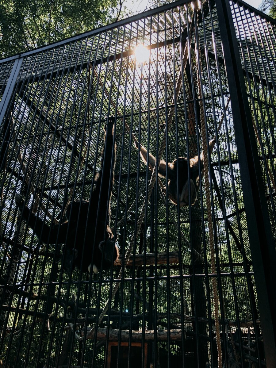 Фото сделано в Новосибирском зоопарке имени Р.А. Шило