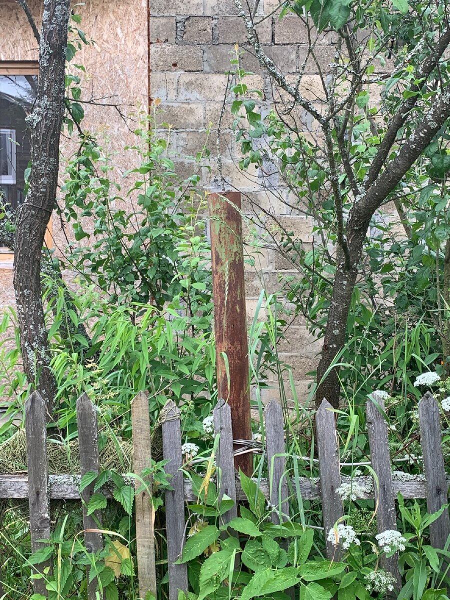 Фотография трубы, где сидели птенцы