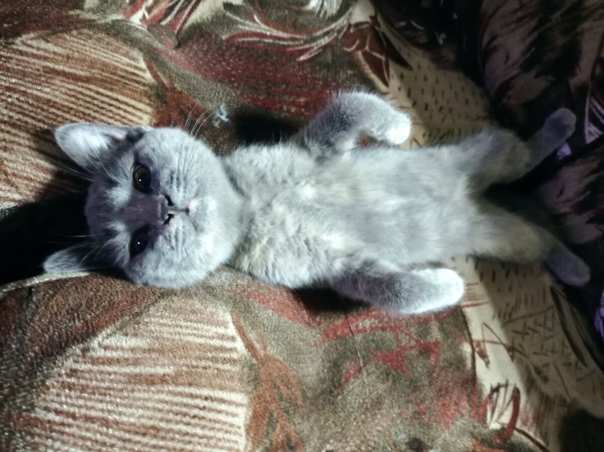 Фото - подарок сына