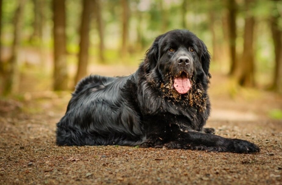 Ньюфаундленд.