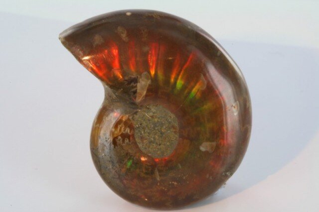 перламутровый аммонит Мадагаскара