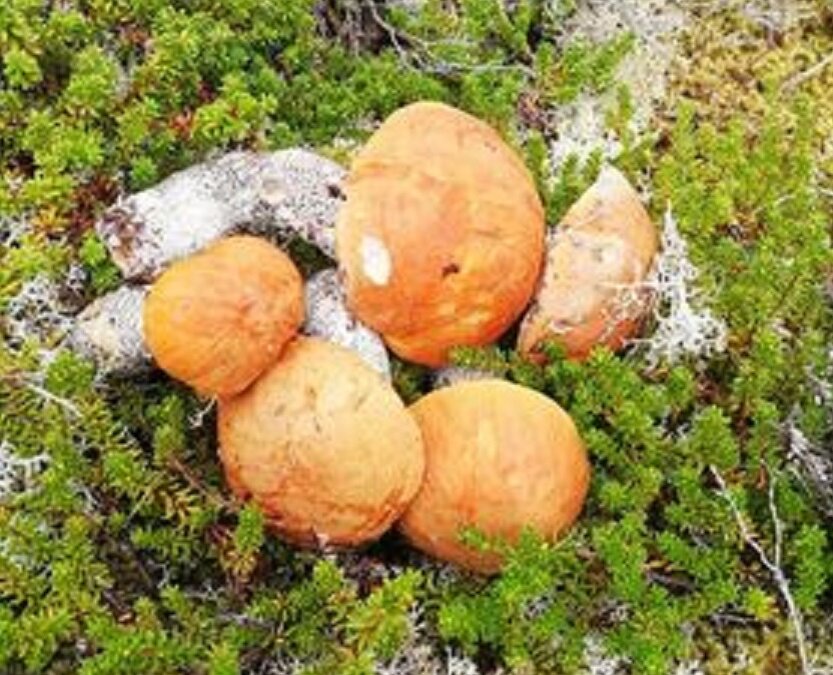 Красавцы красноголовики, фото автора.