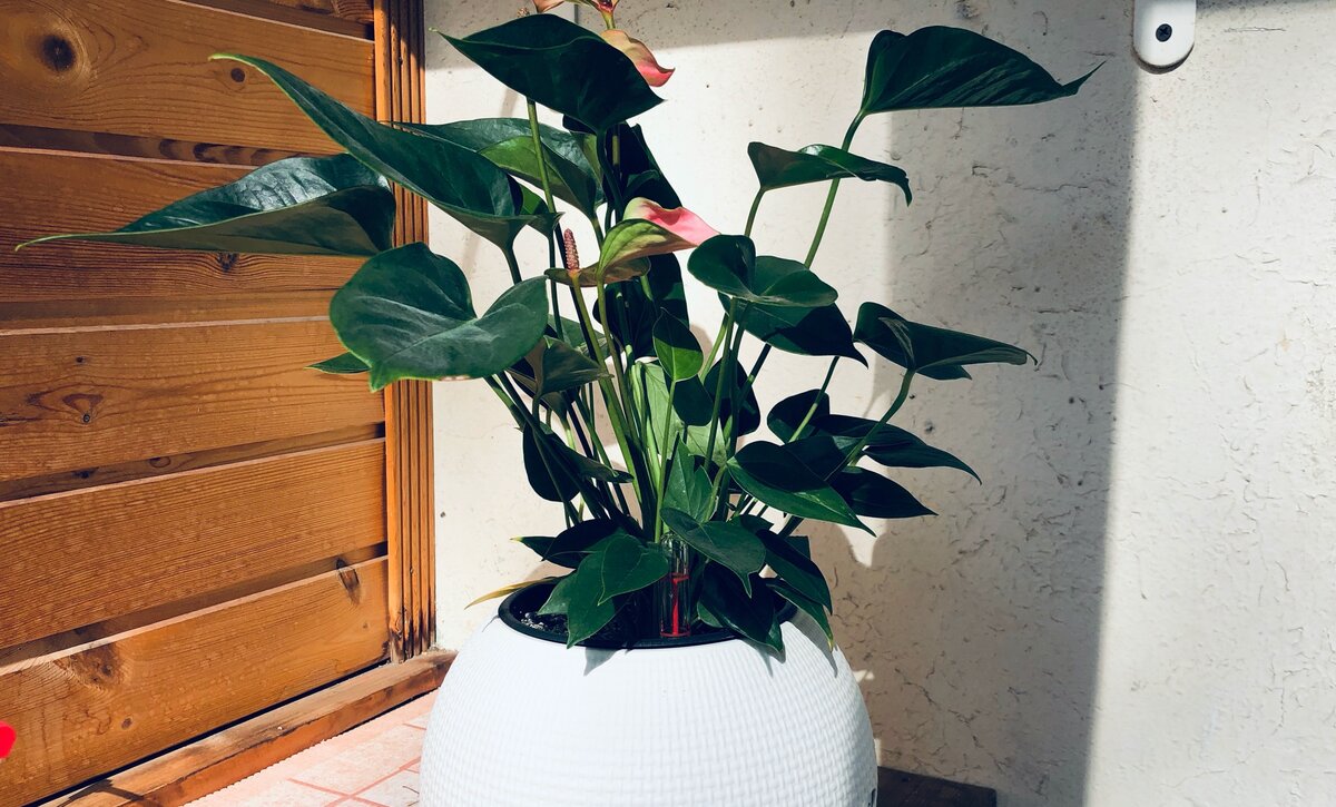 Антуриум красив, но ядовит для птичек. 