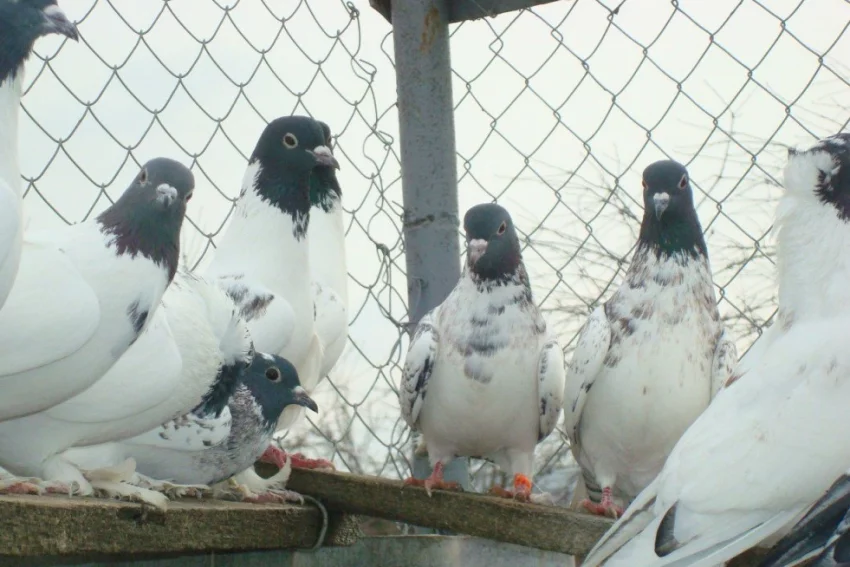 Особенности и породы бойных голубей
