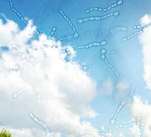 Несмотря на столь незначительный удельный вес перечисленные компоненты играют важную роль в нормальном функционировании стекловидного тела. Так, коллаген выступает в качестве каркаса, а гиалуроновая кислота обеспечивает ему гелеподобную консистенцию.