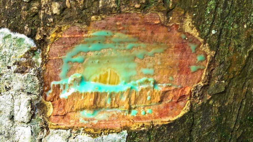 дерево источает металл