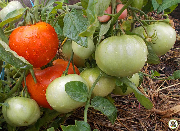 Томаты Монгол-карлик