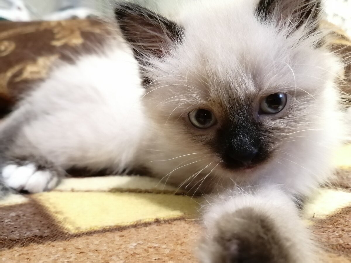 Домашний питомиц семьи младшего сына