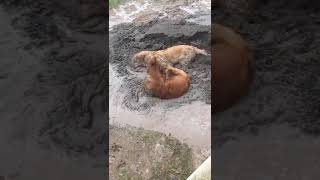Собаки купаются в грязи