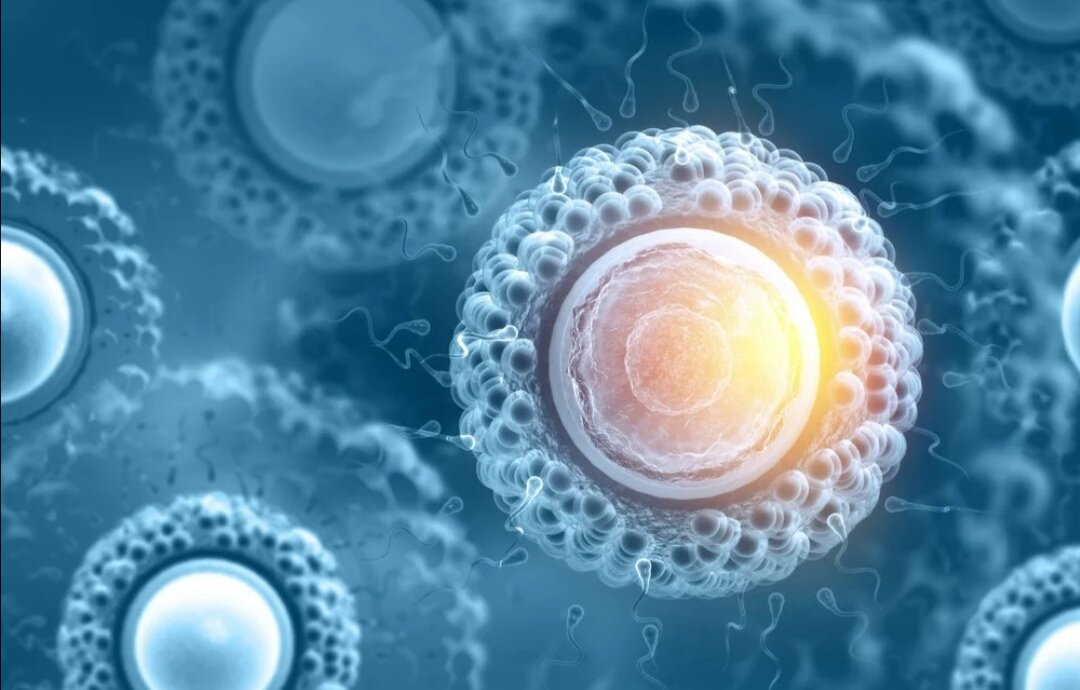 Яйцеклетка 