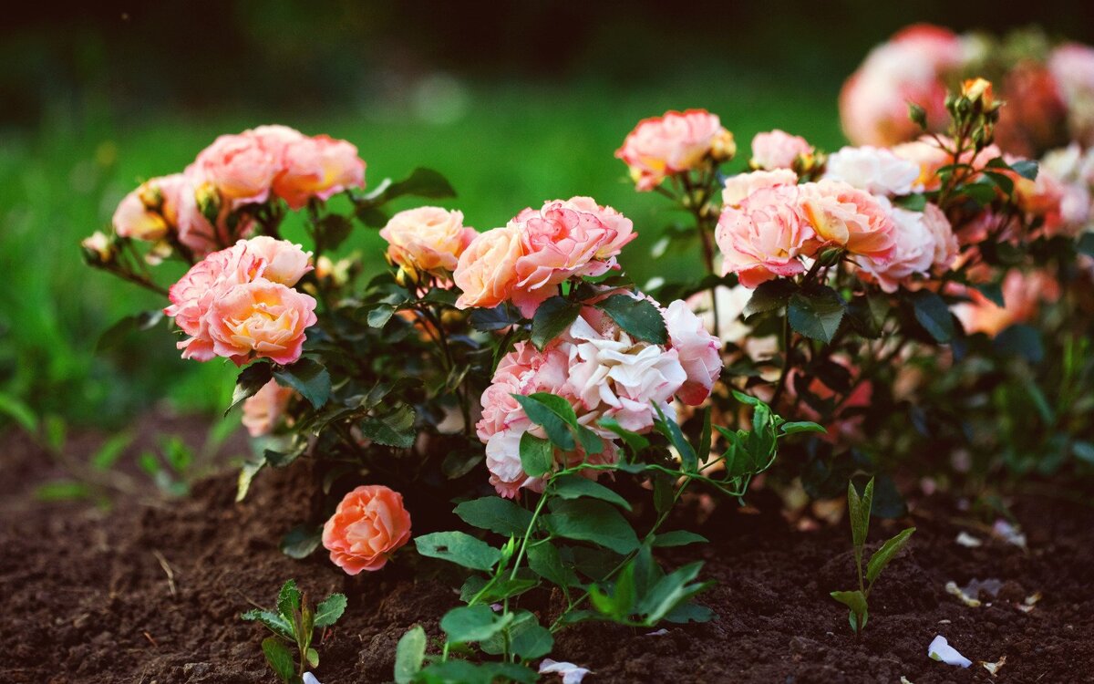 Первое упоминание о розах встречается в литературе Древнего Рима. Римляне выращивали более 10 различных сортов растений. Лепестки использовались для брачной церемонии, свидания и прочих романтичных торжеств. Императорам подавали вино из роз. 