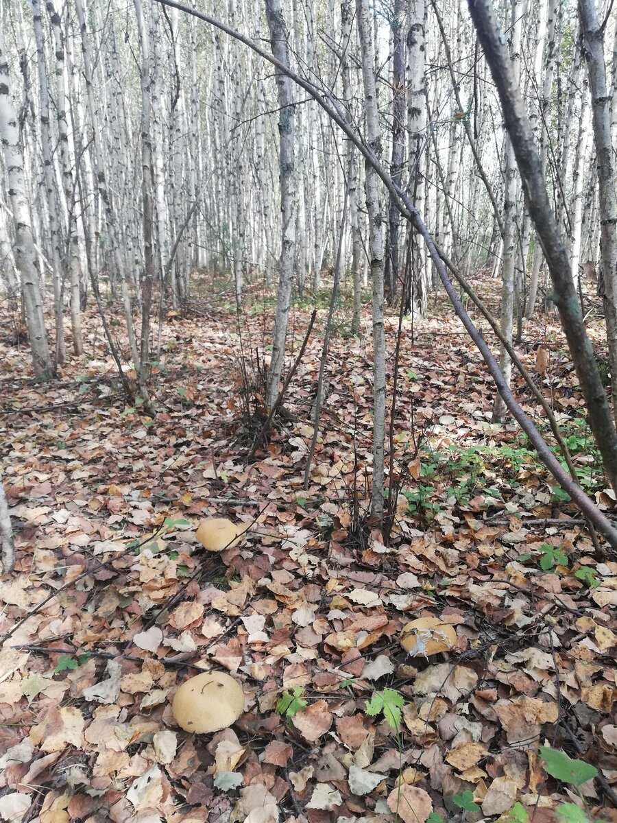 Найдите на фото минимум 4 гриба) 