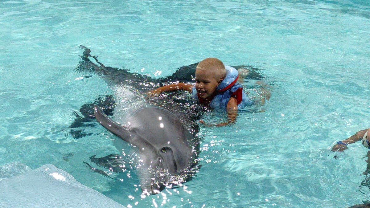 Дельфинотерапия