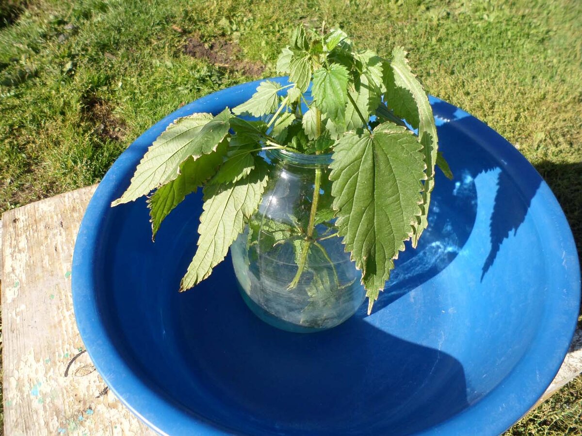 Крапиву в банку