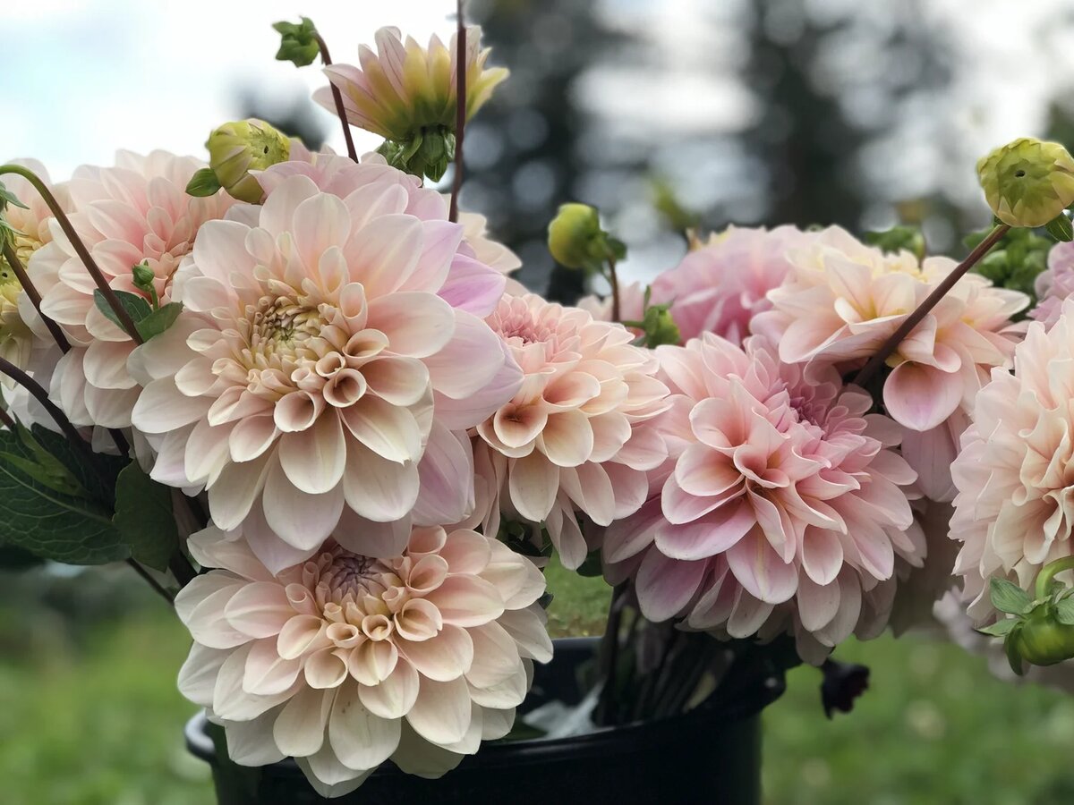 Георгины Dahlia Mix