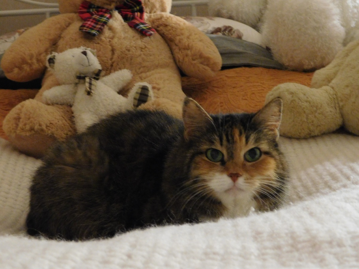 Жить по-кошачьи самое оно!  Беречь свои усы и не по суетиться чужим делам))