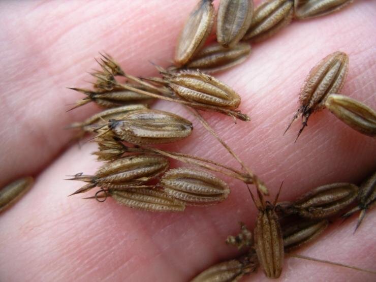 Размножение астранции семенами не потребует много усилий.
