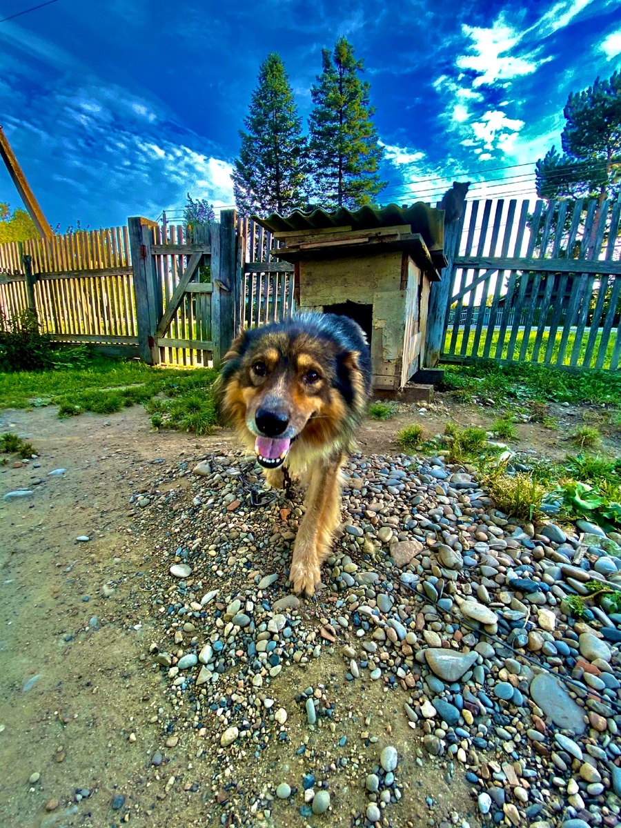 Мой пёс