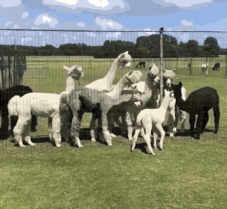 Нажмите на картинку и животные задвигаются ))