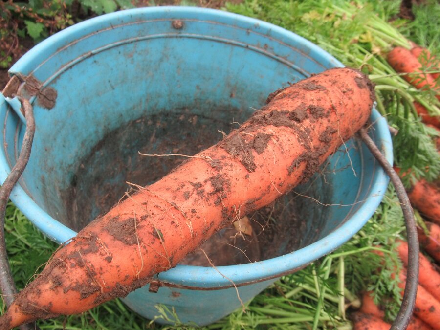 Измеритель длины моркови старое ведро