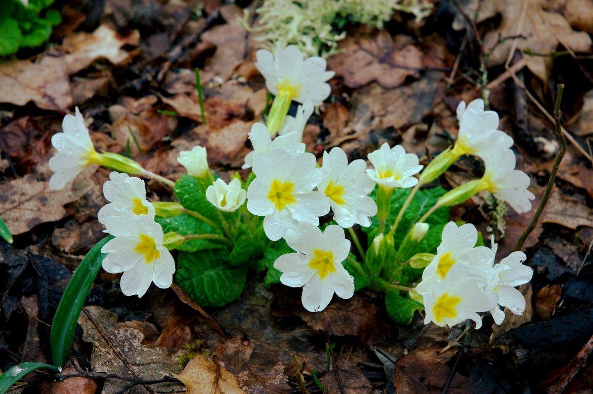 Фото из открытого источника