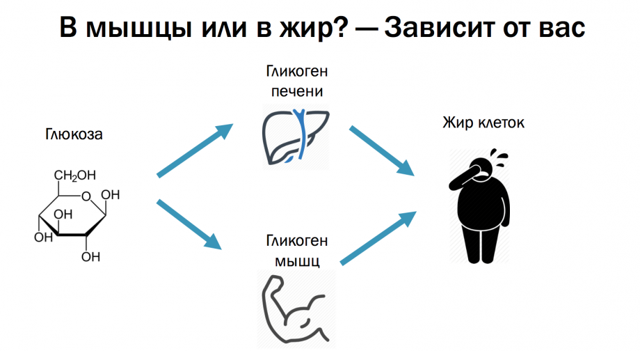 Гликоген это. Продукты источники гликогена. Запасы гликогена в организме в калориях. Гликоген где содержится. Где содержится гликогель