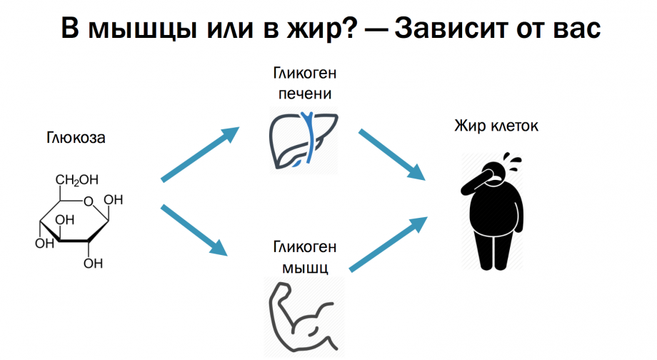 Продукты источники гликогена. Запасы гликогена в организме в калориях. Гликоген где содержится. Где содержится гликогель.