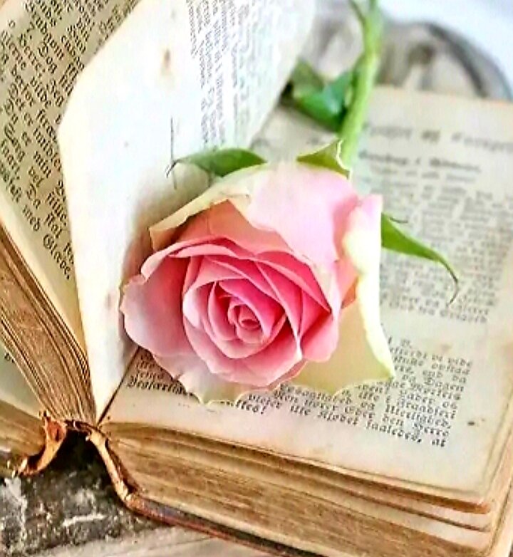 Яндекс Картинки