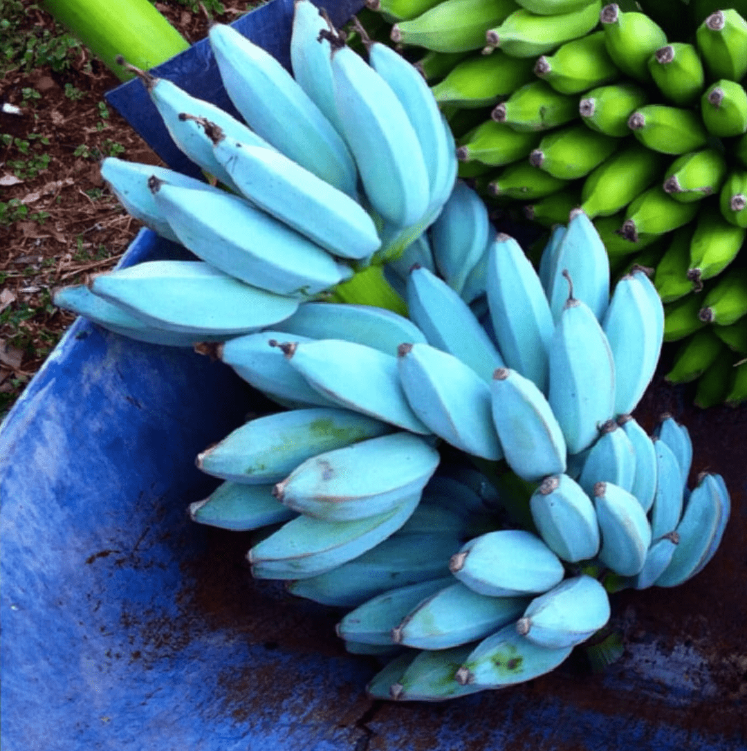 Голубые бананы со вкусом мороженного.