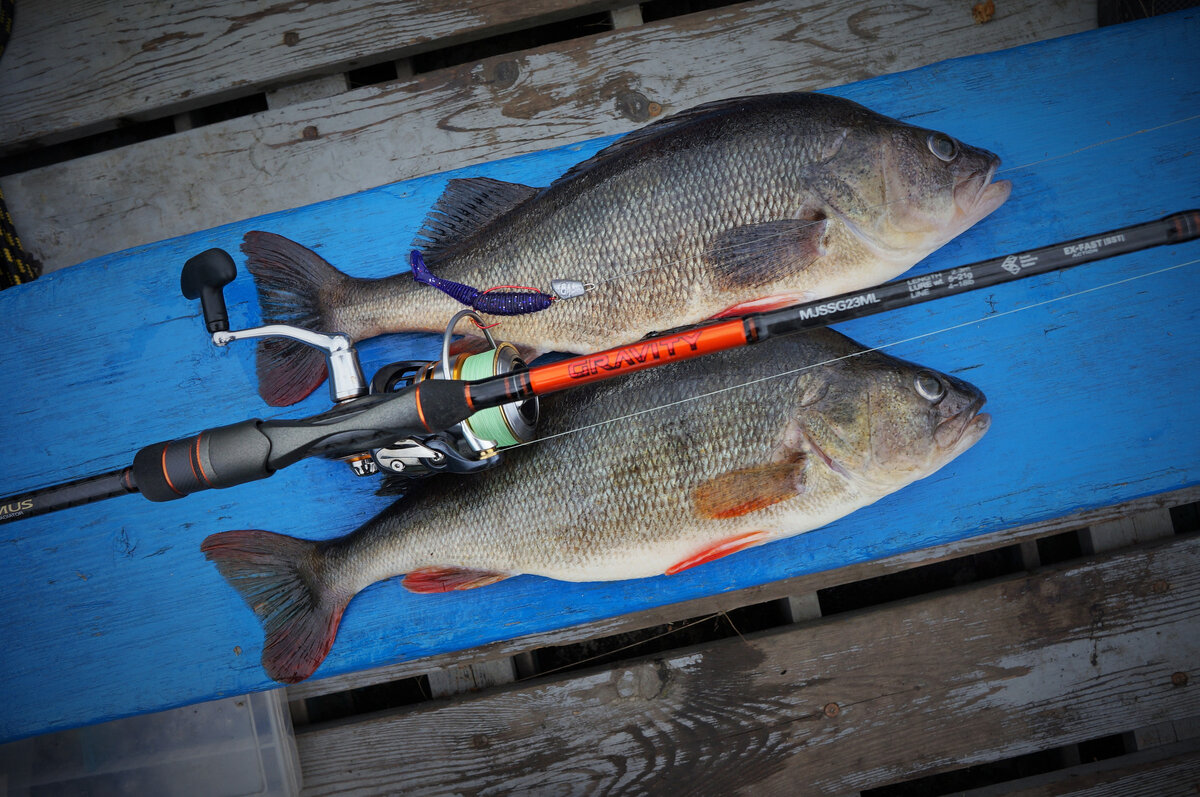 Джиговый спиннинг и трофейные окуни