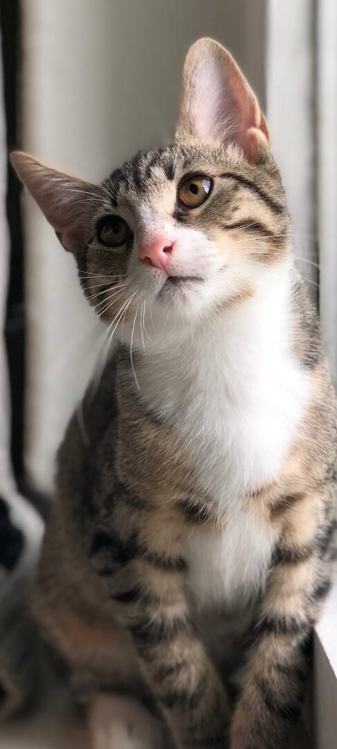 Котенок-мальчик Чарли (4,5 мес)